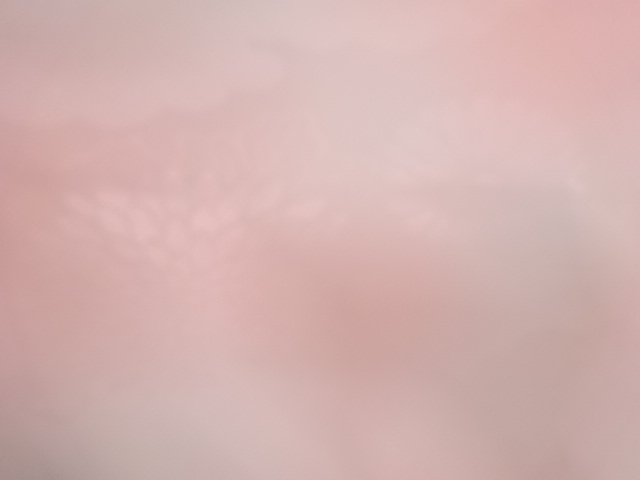  アンティーク　菊に桐模様織り出し　長襦袢地反物